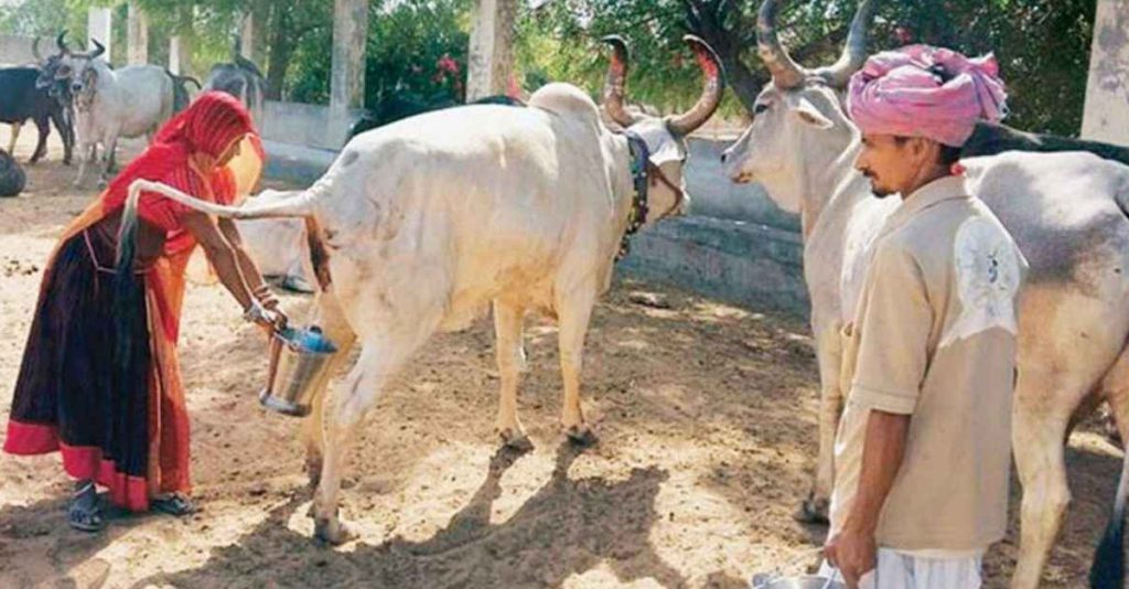 ভারতে সরকারিভাবে গোমূত্র সংগ্রহ শুরু, লিটারপ্রতি দাম ২০ রুপি!